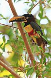 Chestnut-eared Aracari